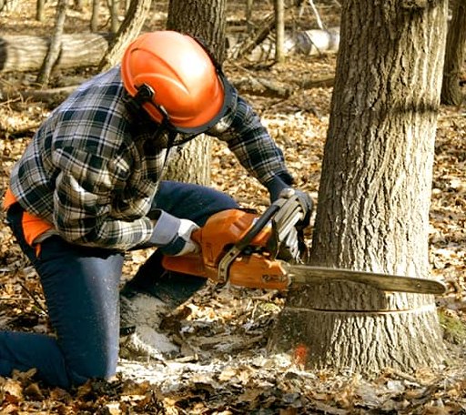 Tree Removal in Waverly, TN